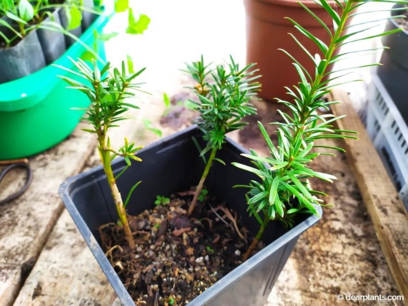 Yews propagated by cuttings ready to plant individually - www.dearplants.com