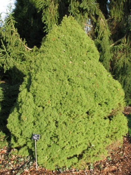 How to plant Alberta spruce 'Conica' (Picea glauca var. albertiana 'Conica')_1