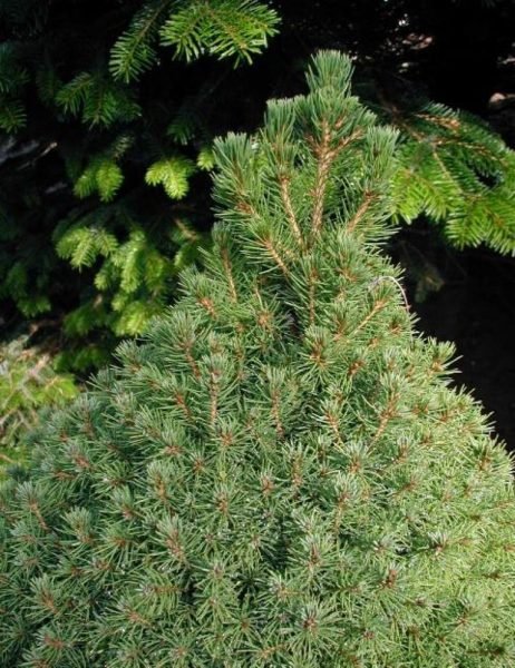 Where to plant Alberta spruce 'Conica' (Picea glauca var. albertiana 'Conica')_2