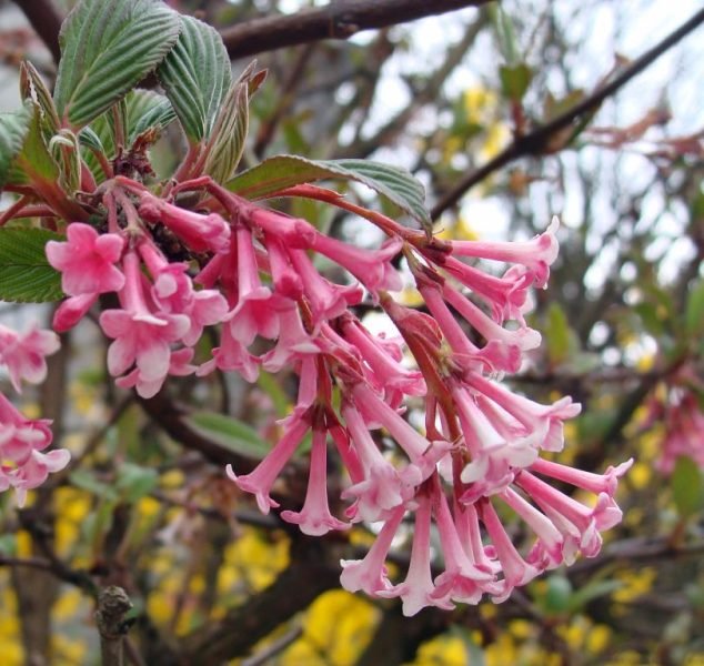 Arrowwood 'Dawn' (Viburnum × bodnantense 'Dawn')