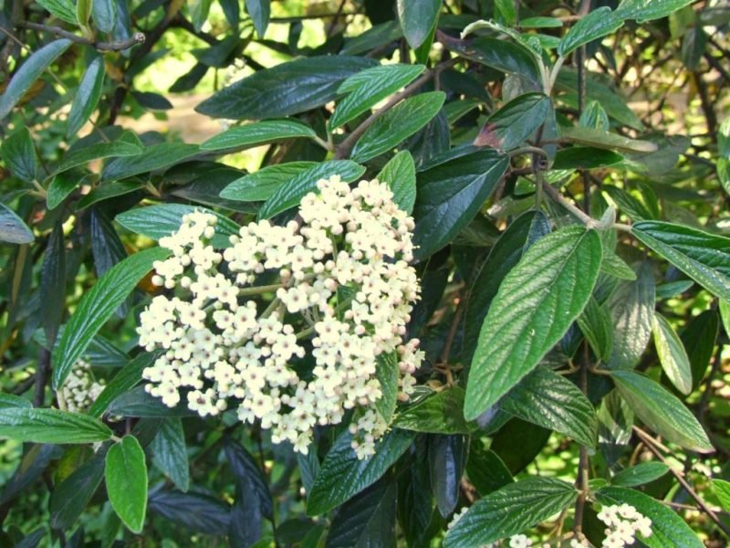 Arrowwood 'Pragense' (Viburnum 'Pragense')