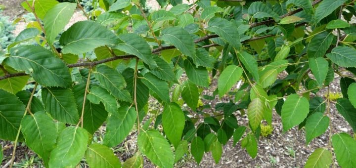 Betula utilis subsp. albosinensis 'K. Ashburner' (Betula utilis subsp. albosinensis 'K. Ashburner')