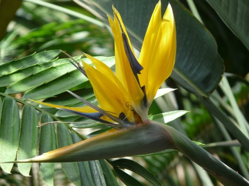 Bird of paradise 'Kirstenbosch Gold' (Strelitzia reginae 'Kirstenbosch Gold')