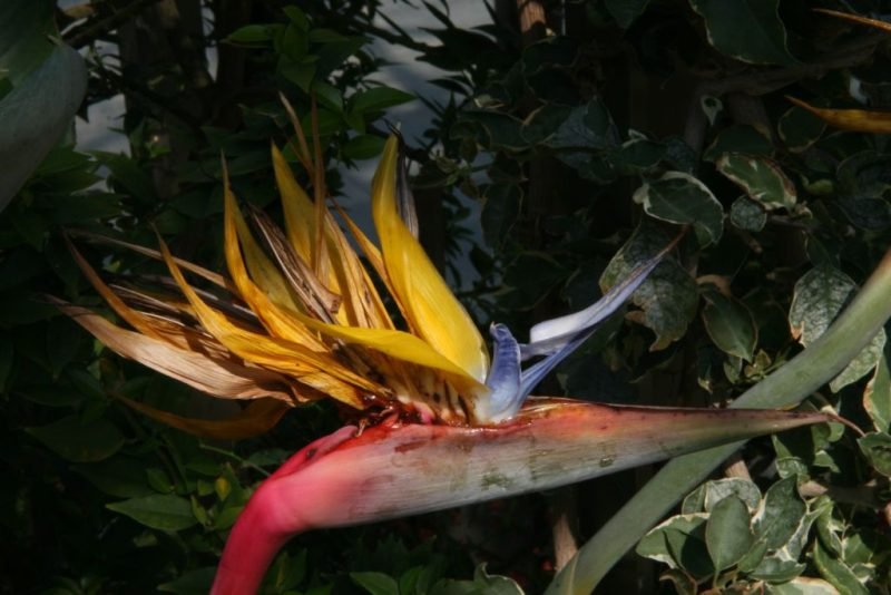 How to plant Bird of paradise 'Kirstenbosch Gold' (Strelitzia reginae 'Kirstenbosch Gold')_1