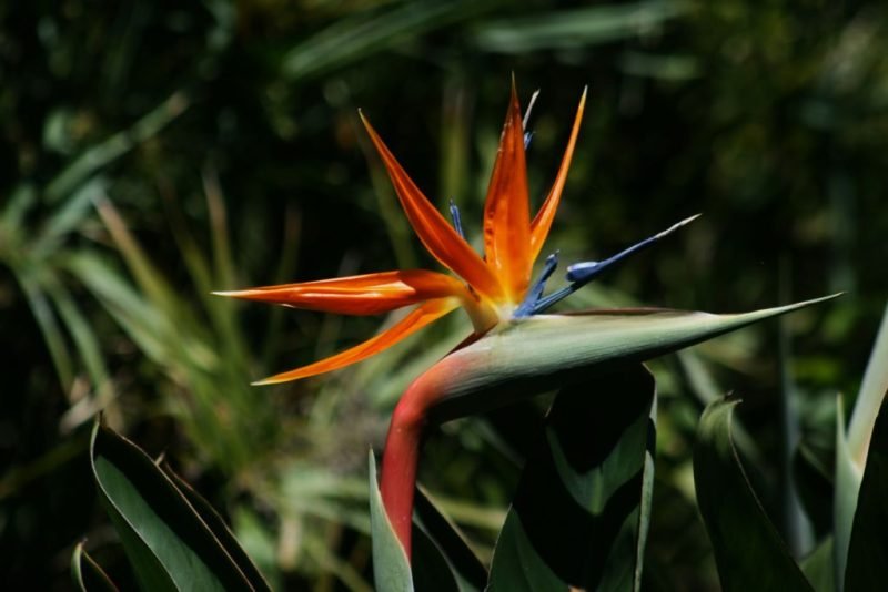 Where to plant Bird of paradise (Strelitzia reginae)_2