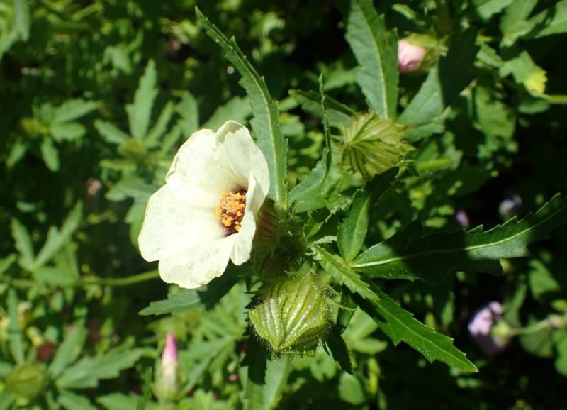 Black-eyed Susan (Hibiscus trionum)