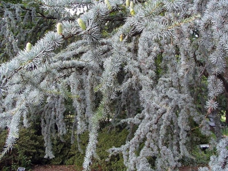 Blue Atlas cedar 'Glauca' (Cedrus atlantica 'Glauca')