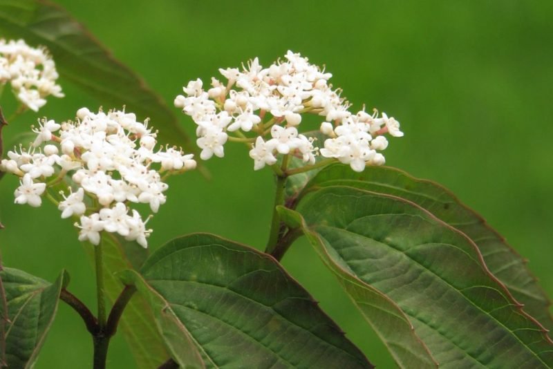 Bristly viburnum (Viburnum setigerum)