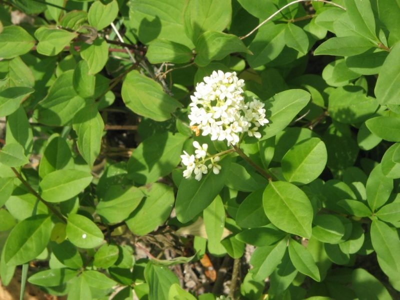 California privet (Ligustrum ovalifolium)