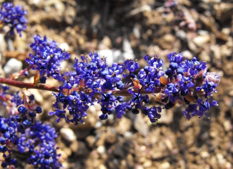Californian lilac 'Blue Sapphire' (Ceanothus 'Blue Sapphire')