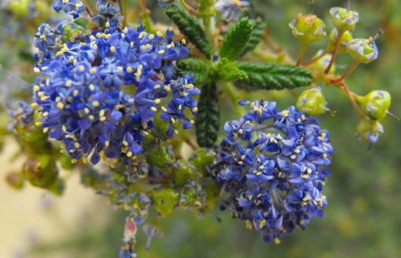 Californian lilac 'Dark Star' (Ceanothus 'Dark Star')