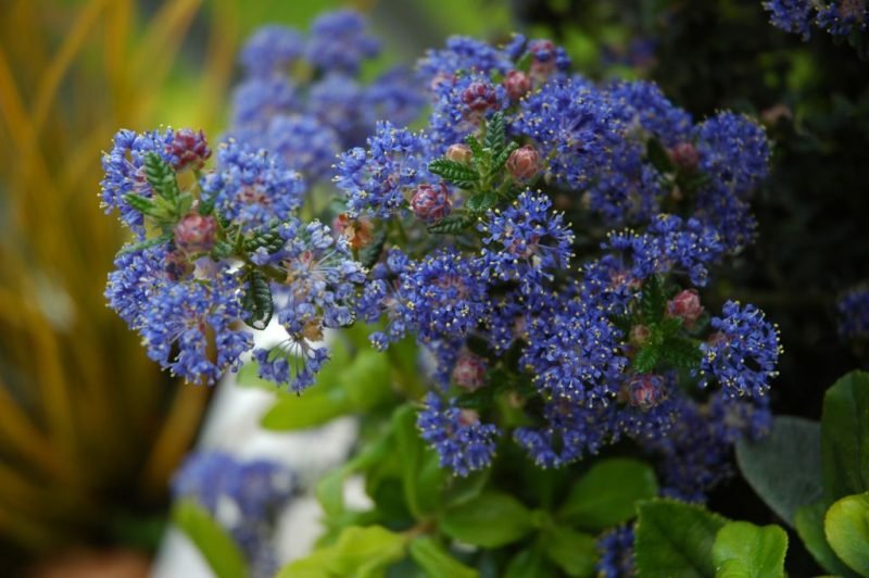 Californian lilac 'Puget Blue' (Ceanothus 'Puget Blue')