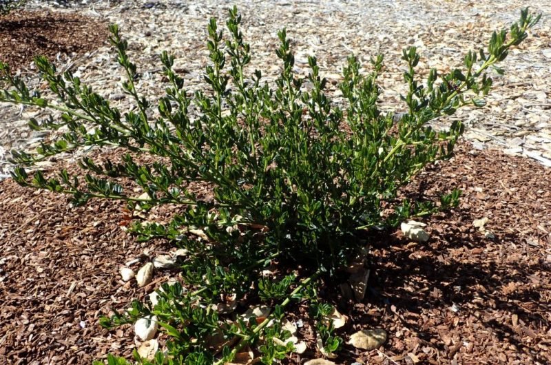 Californian lilac 'Skylark' (Ceanothus 'Skylark')