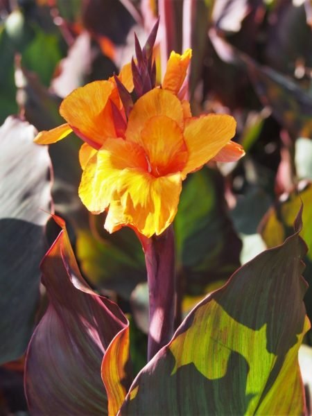 Canna 'Wyoming' (Canna 'Wyoming')