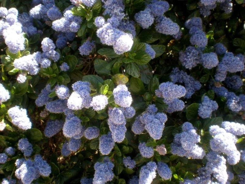 Carmel ceanothus (Ceanothus griseus)