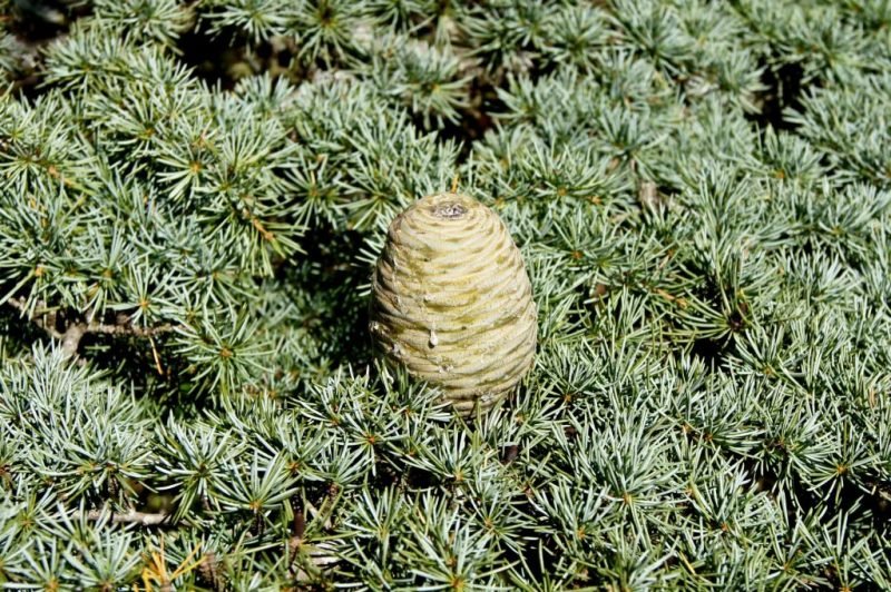 Cedar of Lebanon (Cedrus libani)