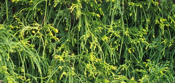 Chamaecyparis pisifera 'Filifera Aurea Nana' (Chamaecyparis pisifera 'Filifera Aurea Nana')