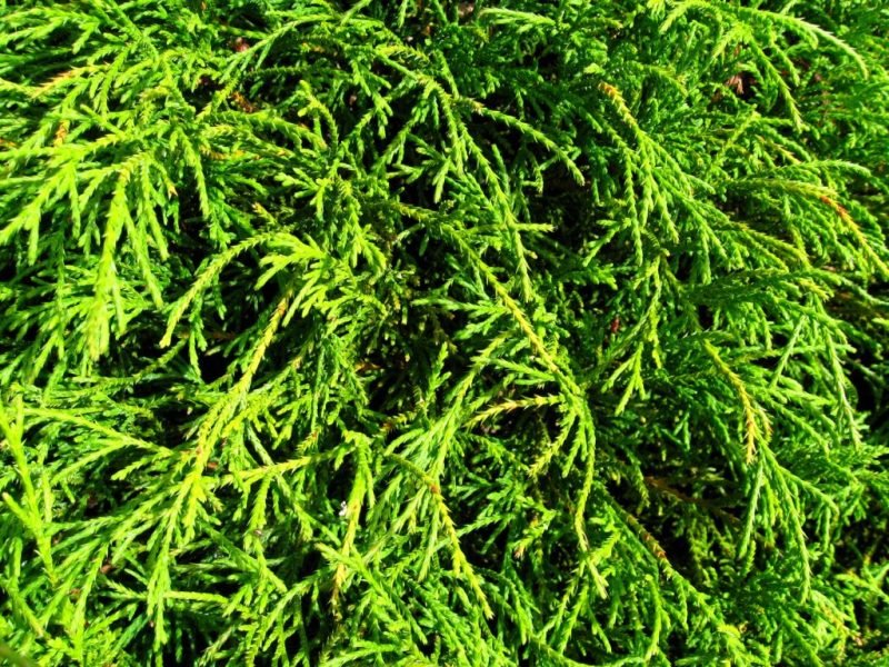 Chamaecyparis pisifera 'Filifera Nana' (Chamaecyparis pisifera 'Filifera Nana')