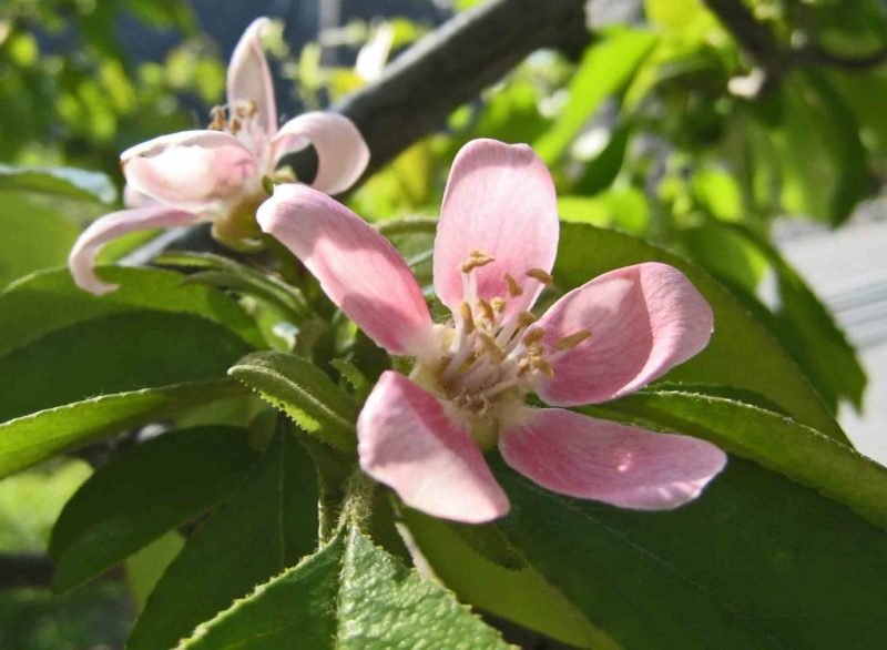 Chinese flowering quince (Chaenomeles cathayensis)