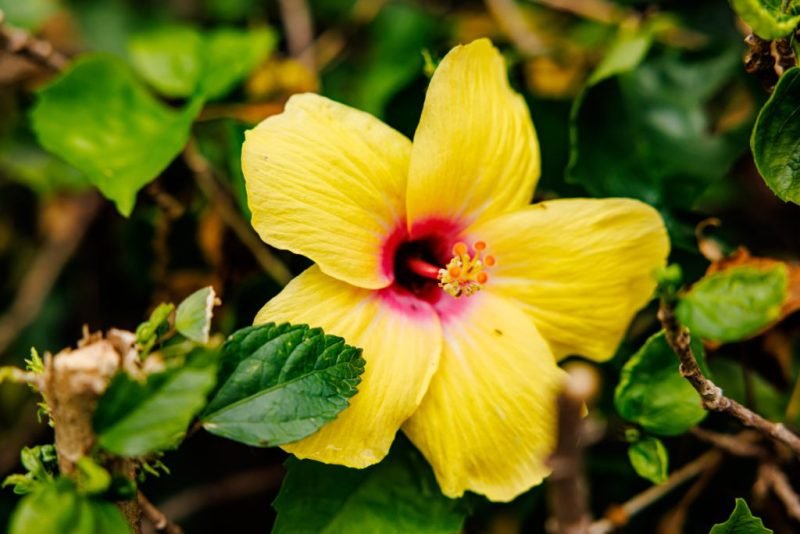 Chinese hibiscus (Hibiscus rosa-sinensis)