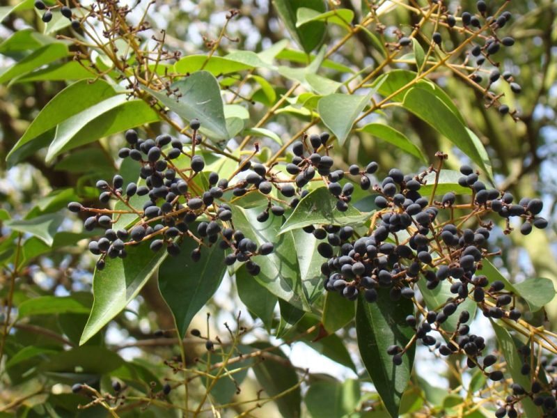 Chinese privet (Ligustrum lucidum)