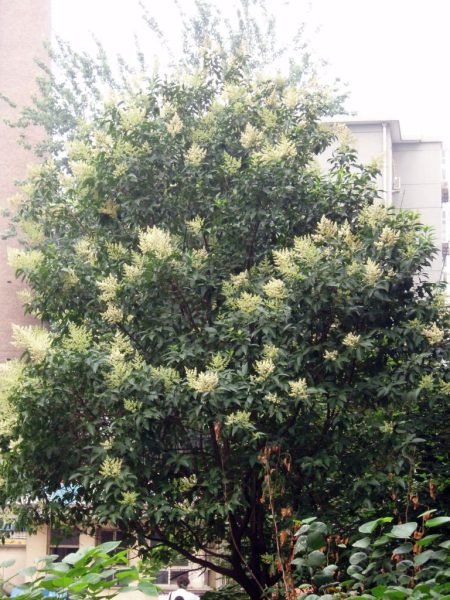 How to plant Chinese privet (Ligustrum lucidum)_1