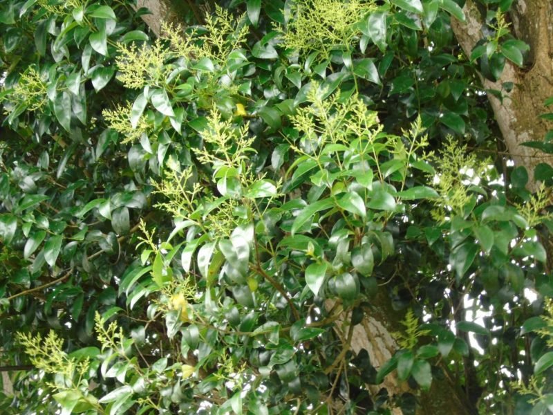 Where to plant Chinese privet (Ligustrum lucidum)_2