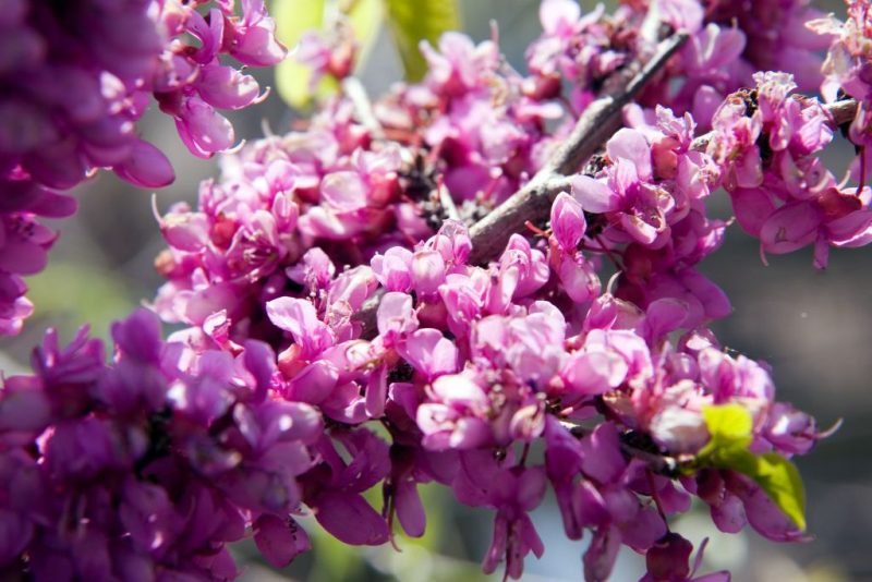 Chinese redbud 'Avondale' (Cercis chinensis 'Avondale')