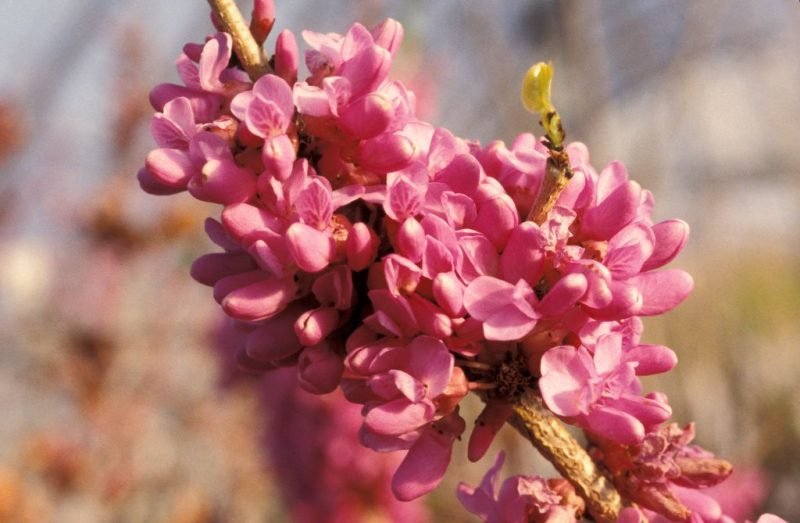Chinese redbud 'Don Egolf' (Cercis chinensis 'Don Egolf')