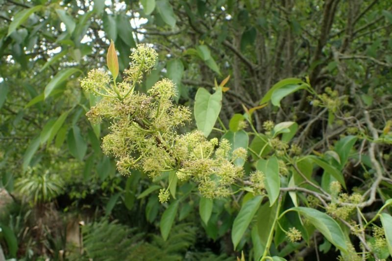 Chinese tupelo (Nyssa sinensis)