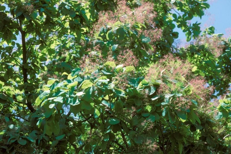 Chittamwood (Cotinus obovatus)