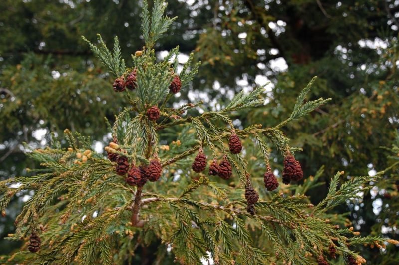 Coastal redwood (Sequoia sempervirens)