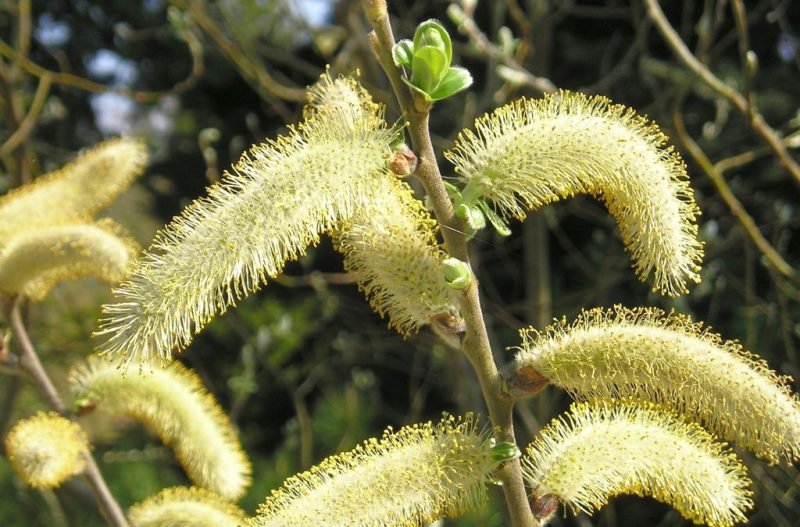 Coastal willow (Salix hookeriana)