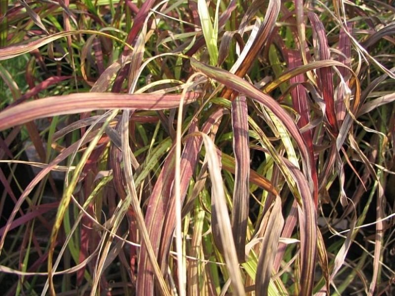 Cogon grass 'Rubra' (Imperata cylindrica 'Rubra')