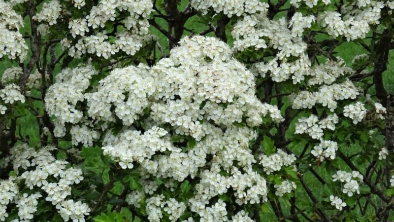 Common hawthorn (Crataegus monogyna)