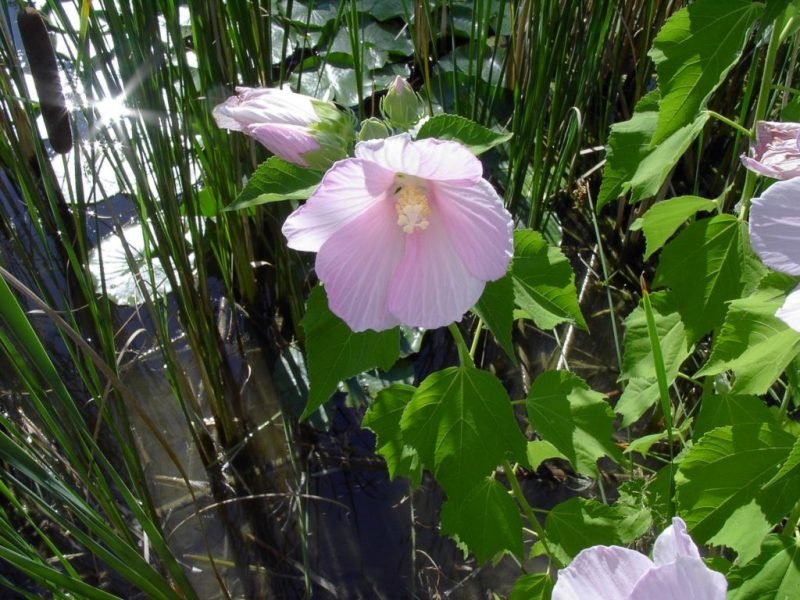 Common rose mallow (Hibiscus moscheutos)