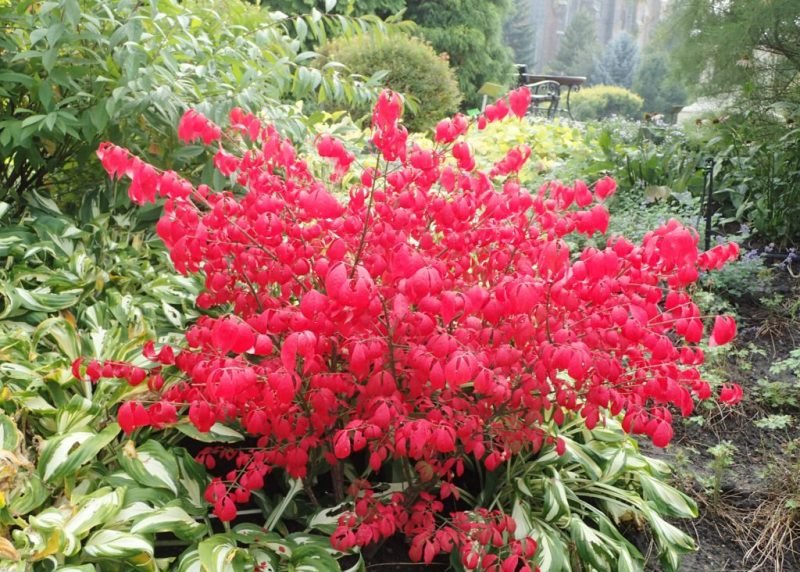 Compact winged spindle (Euonymus alatus 'Compactus')