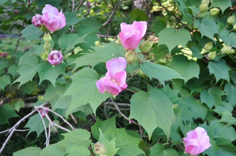 Confederate rose (Hibiscus mutabilis)