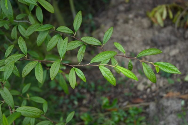 Cotoneaster 'Cornubia' (Cotoneaster 'Cornubia')