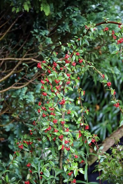 Cotoneaster 'Hybridus Pendulus' (Cotoneaster 'Hybridus Pendulus')