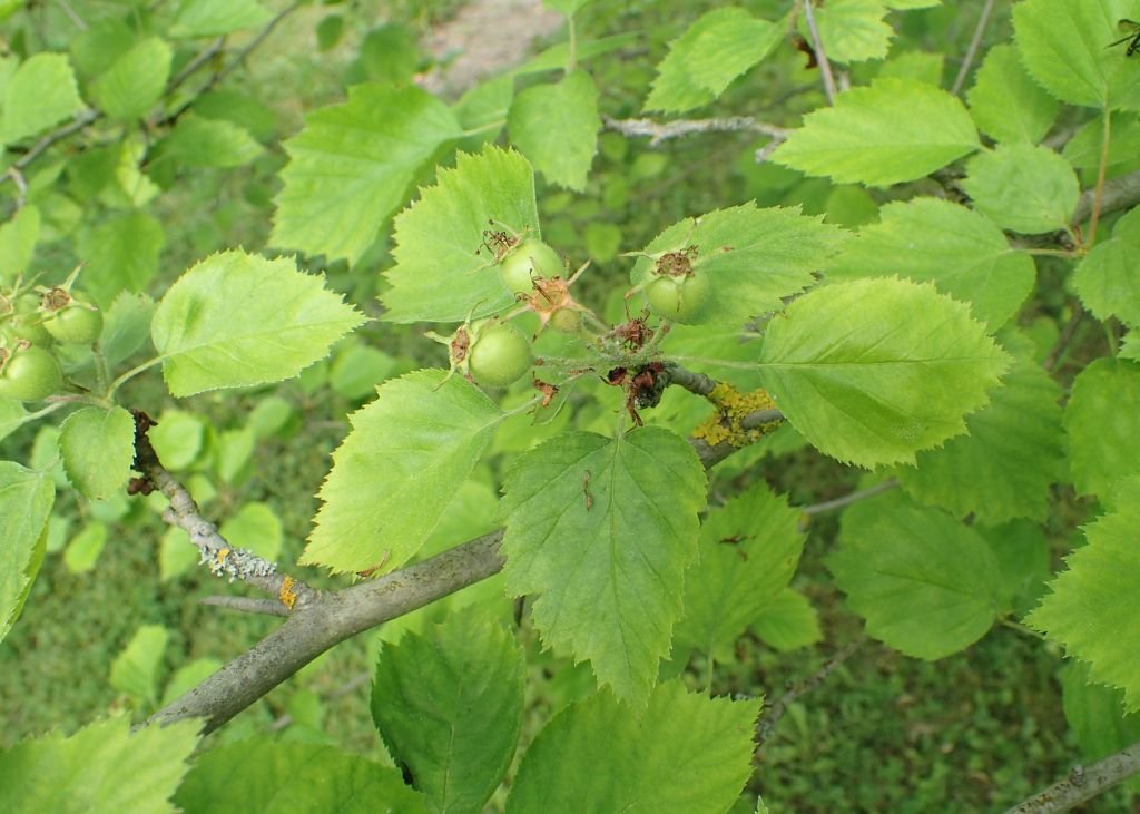 Crataegus × durobrivensis (Crataegus × durobrivensis)