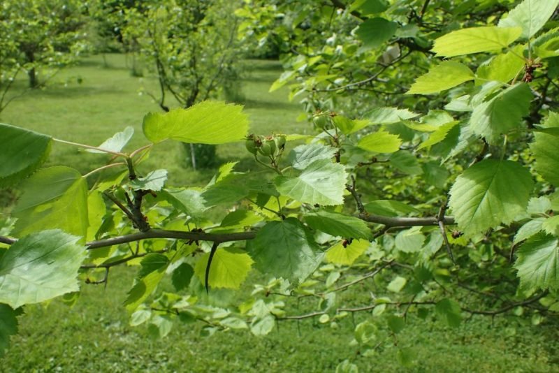 How to plant Crataegus × durobrivensis (Crataegus × durobrivensis)_1