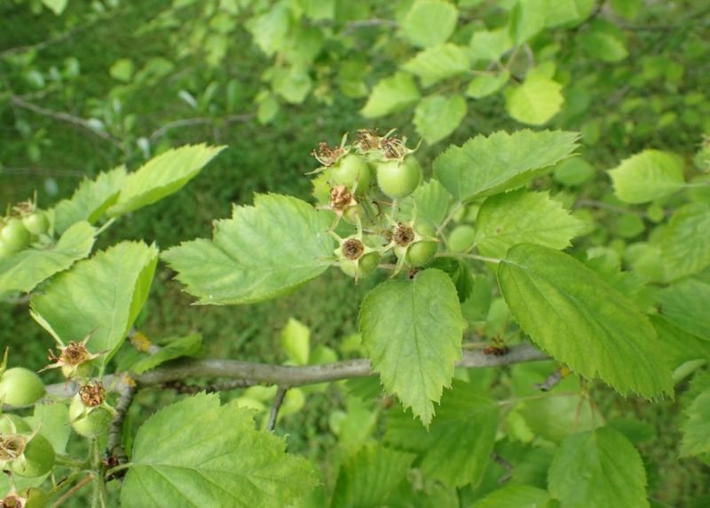Where to plant Crataegus × durobrivensis (Crataegus × durobrivensis)_2
