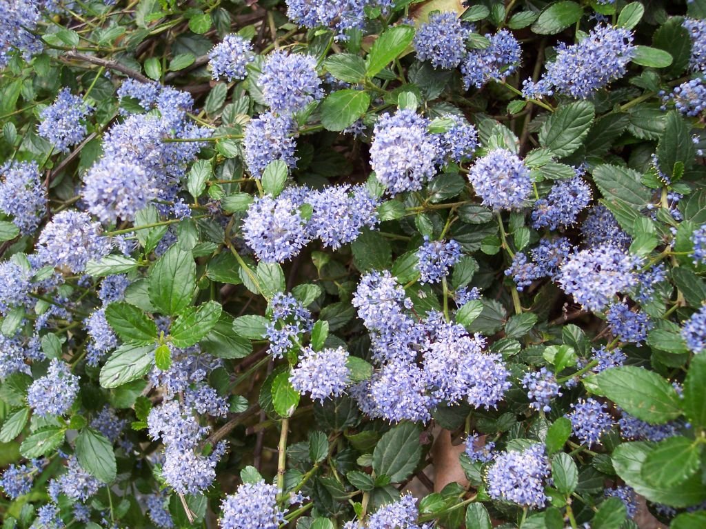 Creeping blue blossom (Ceanothus thyrsiflorus var. repens)