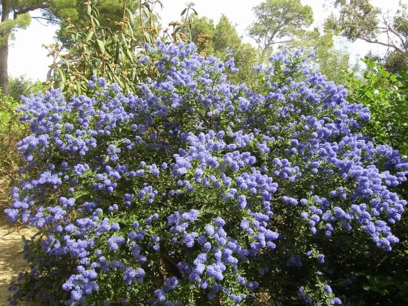 How to plant Creeping blue blossom (Ceanothus thyrsiflorus var. repens)_1