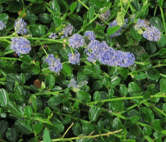 Where to plant Creeping blue blossom (Ceanothus thyrsiflorus var. repens)_2
