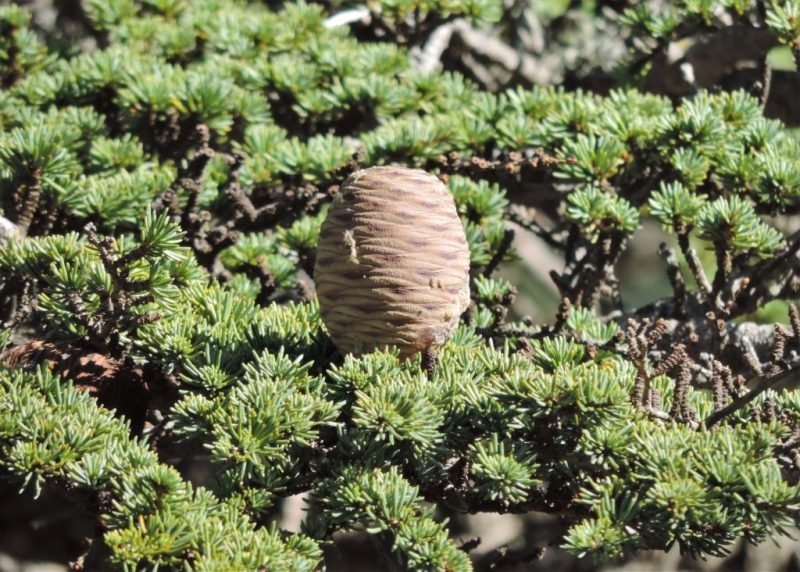 Cyprus cedar (Cedrus brevifolia)