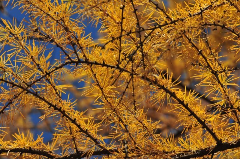 Dahurian larch (Larix gmelinii)