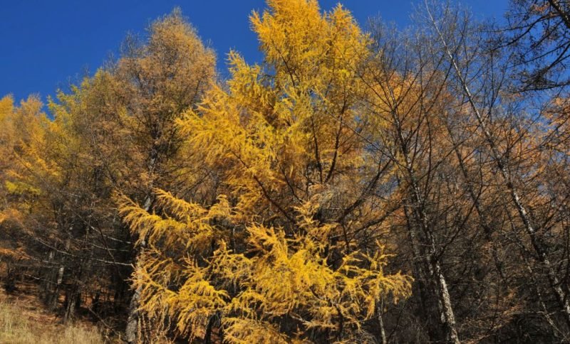 How to plant Dahurian larch (Larix gmelinii)_1