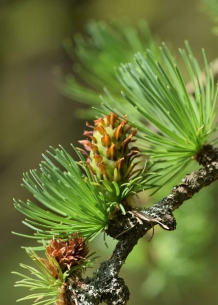 Where to plant Dahurian larch (Larix gmelinii)_2